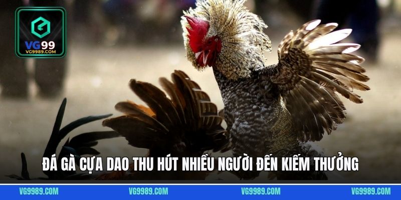 Đá gà cựa dao thu hút nhiều người đến kiếm thưởng
