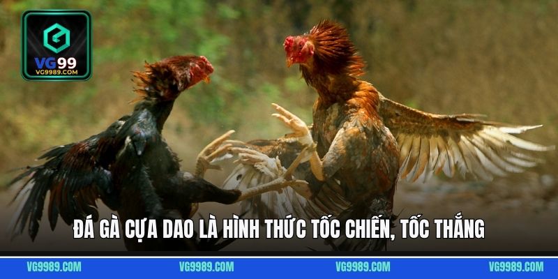 Đá gà cựa dao là hình thức tốc chiến, tốc thắng