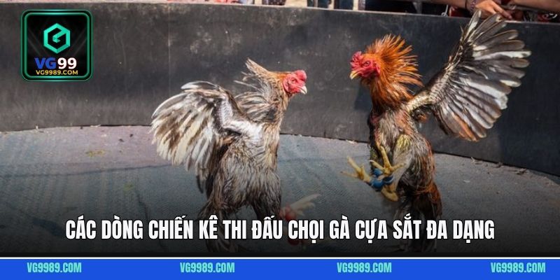 Các dòng chiến kê thi đấu chọi gà cựa sắt đa dạng