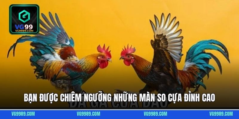 Bạn được chiêm ngưỡng những màn so cựa đỉnh cao