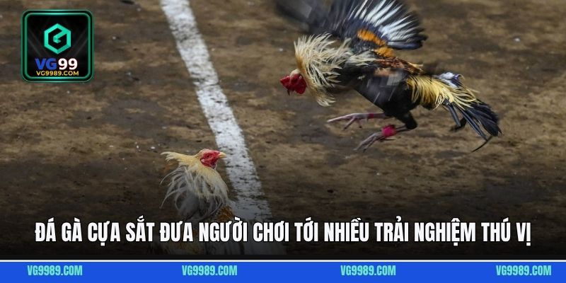 Đá gà cựa sắt đưa người chơi tới nhiều trải nghiệm thú vị